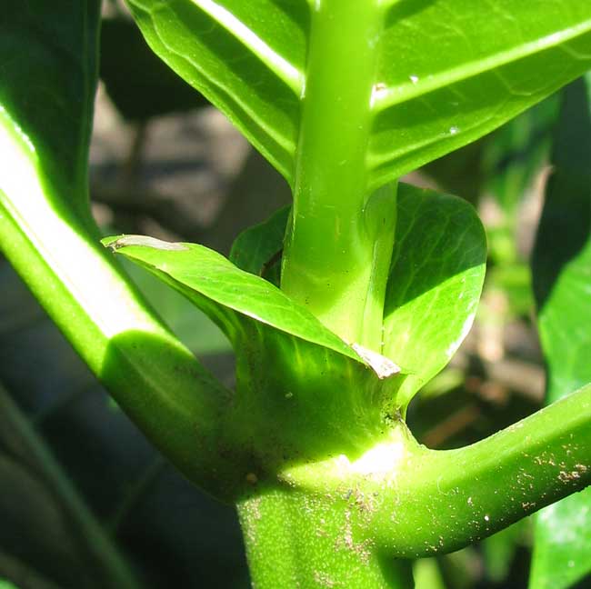 Noni, MORINDA CITRIFOLIA, stipules