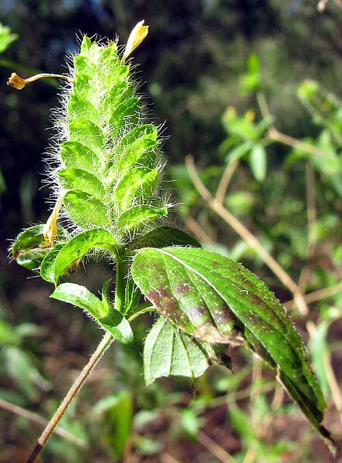 Hairy Fournwort, TETRAMERIUM NERVOSUM