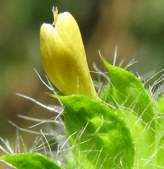 Hairy Fournwort, TETRAMERIUM NERVOSUM, flower