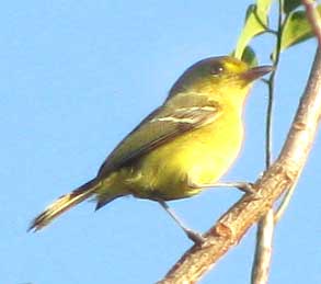 Mangrove Vireo, VIREO PALLENS