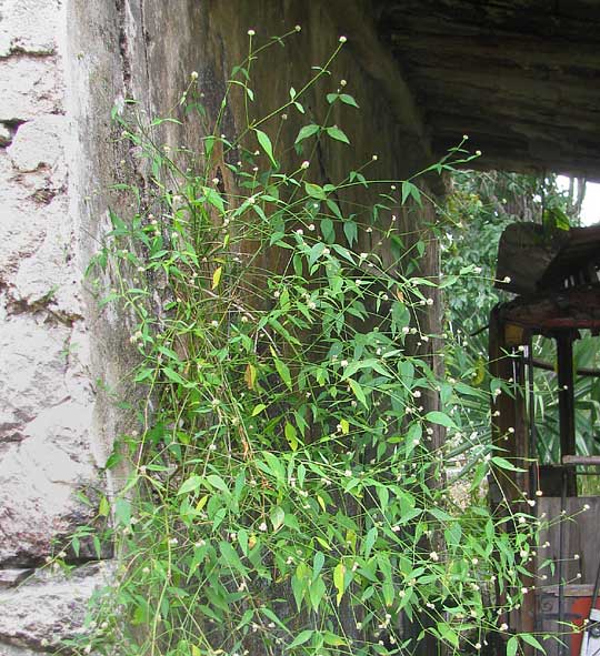 Yellow Joyweed, ALTERNANTHERA FLAVESCENS