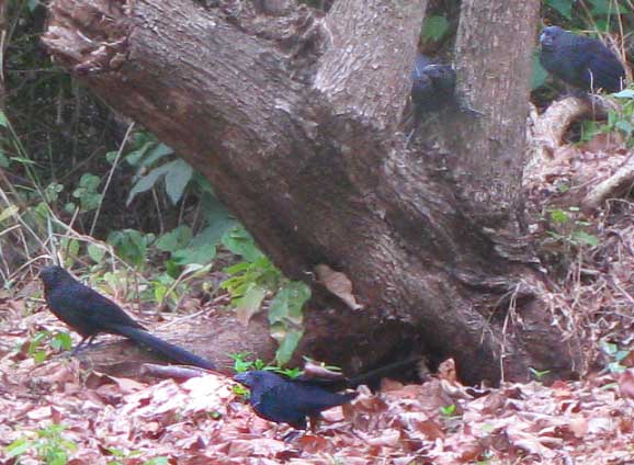 Groove-billed Ani, Crotophaga sulcirostris, accompanying arm ants