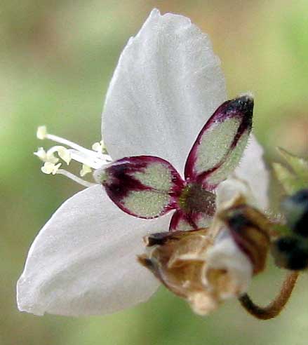 CALLISIA CORDIFOLIA, sepals