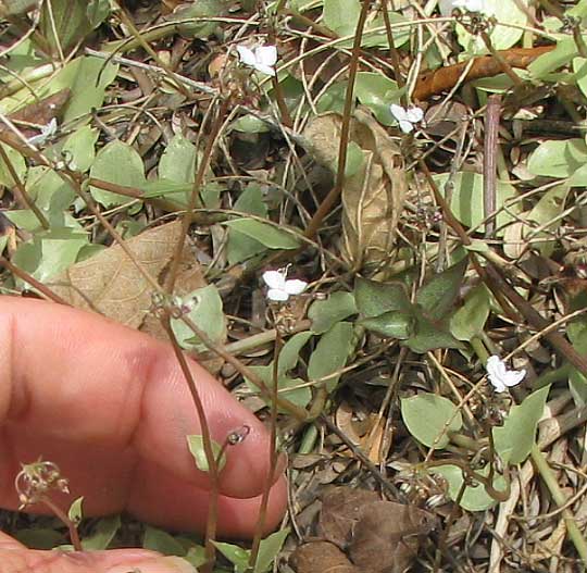 CALLISIA CORDIFOLIA, plant