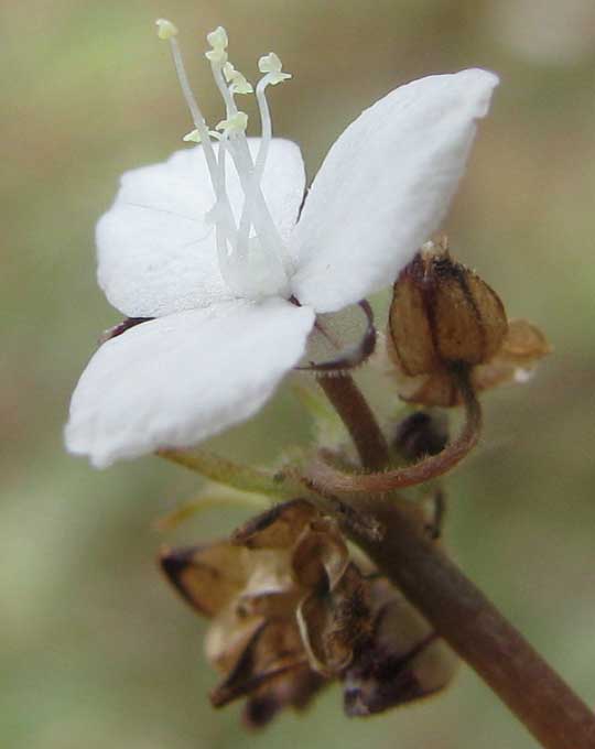 CALLISIA CORDIFOLIA, flower