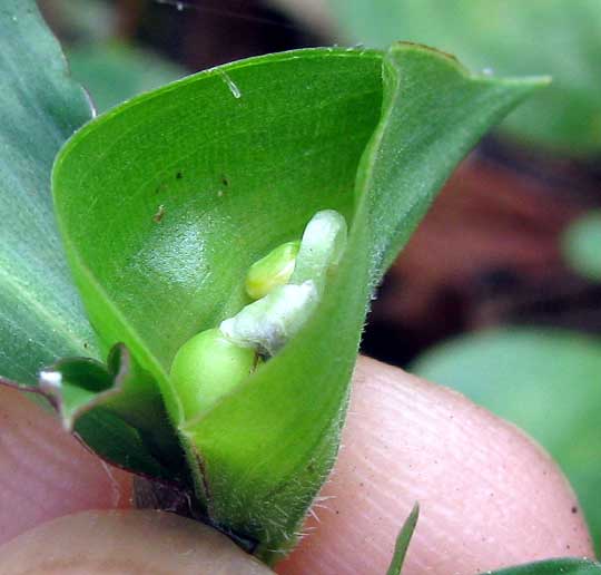 Dayflower, COMMELINA ERECTA, flower buds in bract