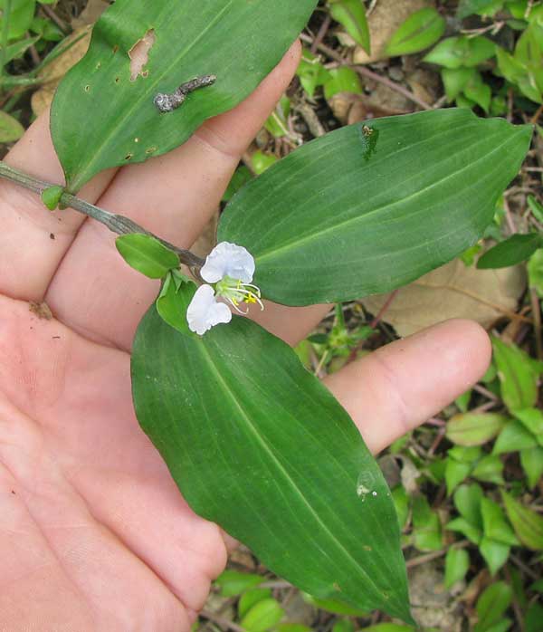 Dayflower, COMMELINA ERECTA