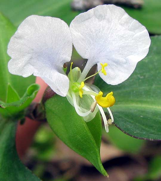 Dayflower, COMMELINA ERECTA flower