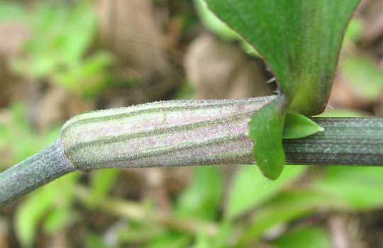 Dayflower, COMMELINA ERECTA, sheath