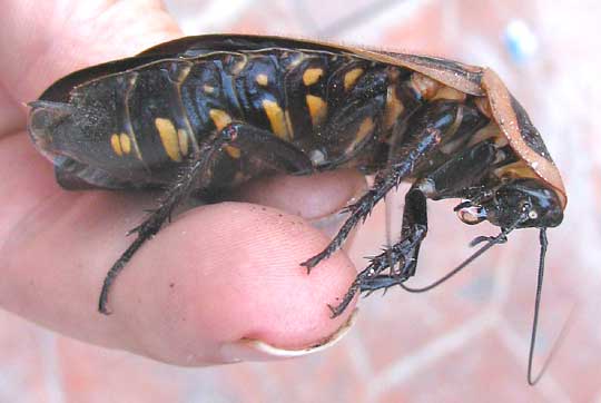 True Death's Head Cockroach, BLABERUS CRANIIFER