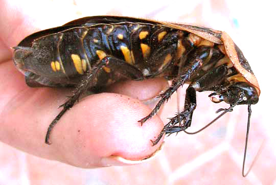 True Death's Head Cockroach, BLABERUS CRANIIFER