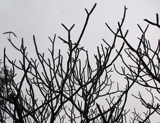 Frangipani stems during the dry season