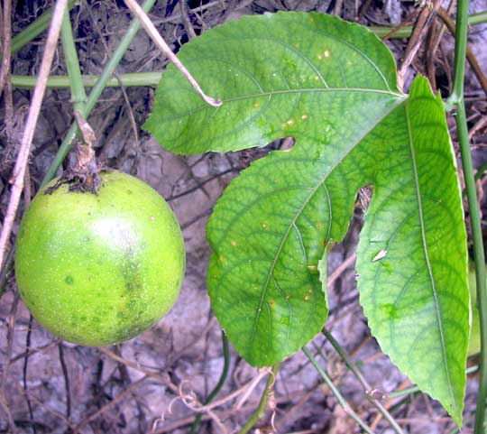 Yellow Passion Fruit, PASSIFLORA EDULIS var. FLAVICARPA