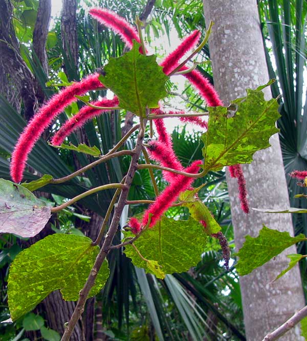 Chenille-Plant or Redhot-Cattail, ACALYPHA HISPIDA