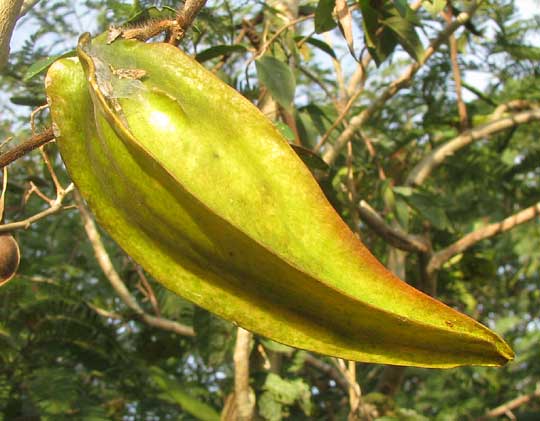 Macroscepis cf. diademata pod