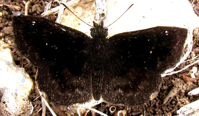 Spreadwing Skipper, Staphylus af mazans