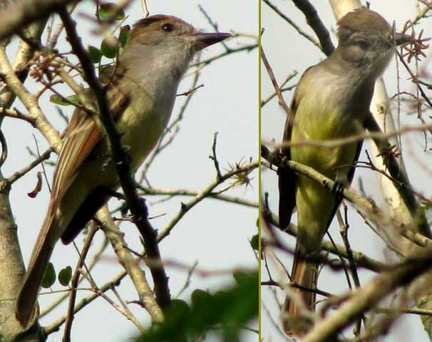 Brown-crested Flycatcher, MYIARCHUS CRINITUS