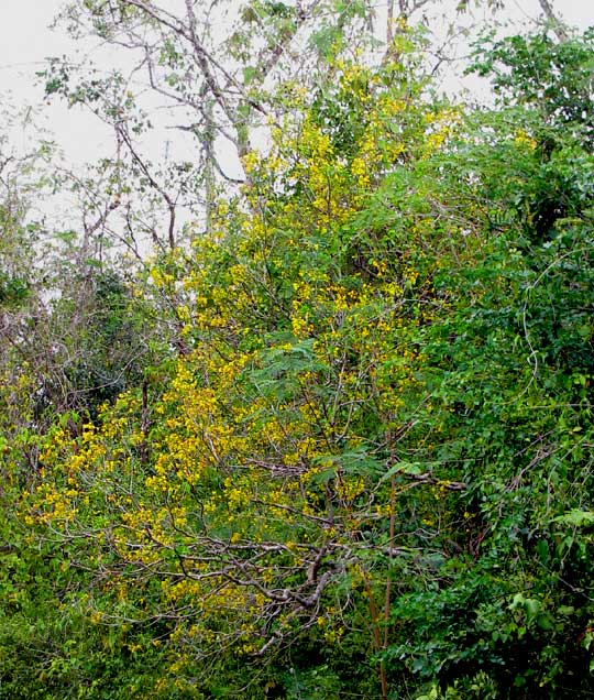 Yucatan Caesalpinia, CAESALPINIA YUCATANENSIS