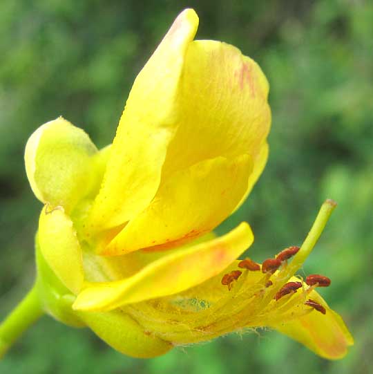 Yucatan Caesalpinia, CAESALPINIA YUCATANENSIS, flower