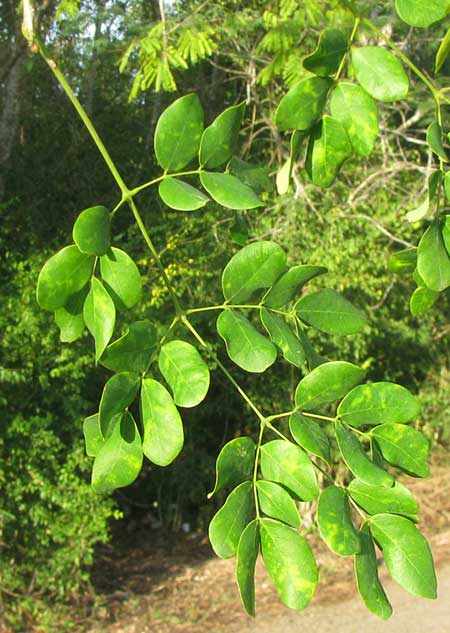 Yucatan Caesalpinia, CAESALPINIA YUCATANENSIS, leaf