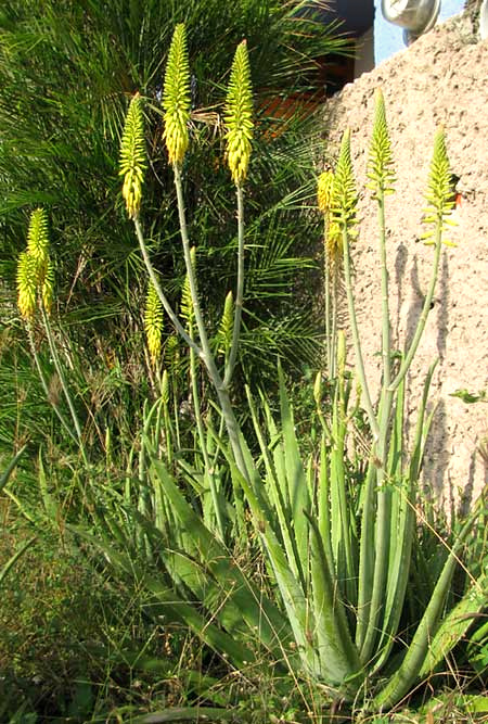 Aloe Vera, flowering