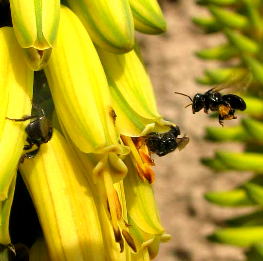 Aloe Vera, flowers with pollinator