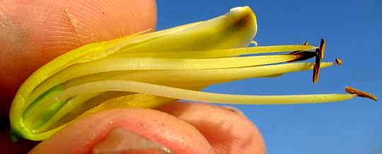 Aloe Vera, flower longitudinal section