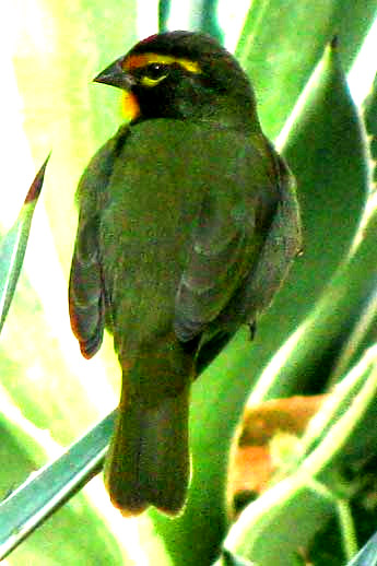 Yellow-faced Grassquit, TIARIS OLIVACEA