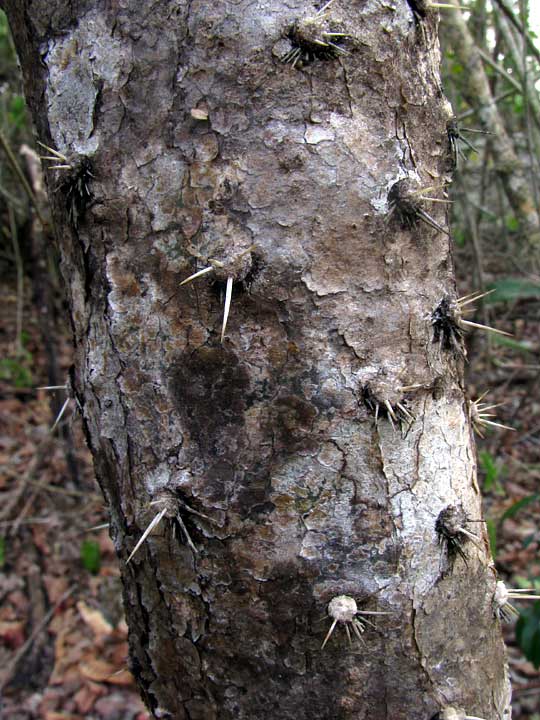 Nopalea cochenillifera, trunk
