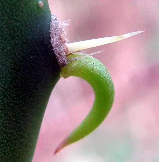 CACTUS LEAVES, AREOLES, GLOCHIDS & SPINE