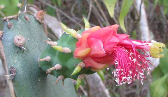 Nopalea cochenillifera, flower