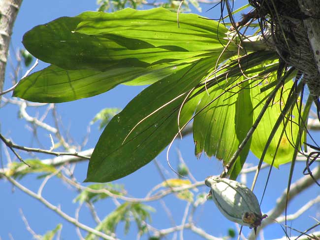 CATASETUM INTEGERRIMUM, fruiting