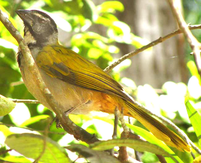 Black-headed Saltator, SALTATOR ATRICEPS