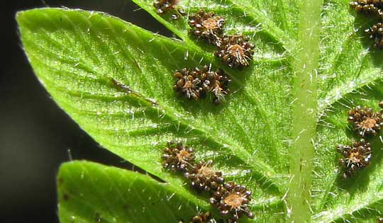 Roughhairy Maiden Fern, THELYPTERIS HISPIDULA, sori