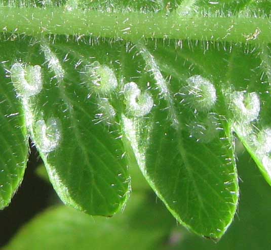 Roughhairy Maiden Fern, THELYPTERIS HISPIDULA, indusia on sori