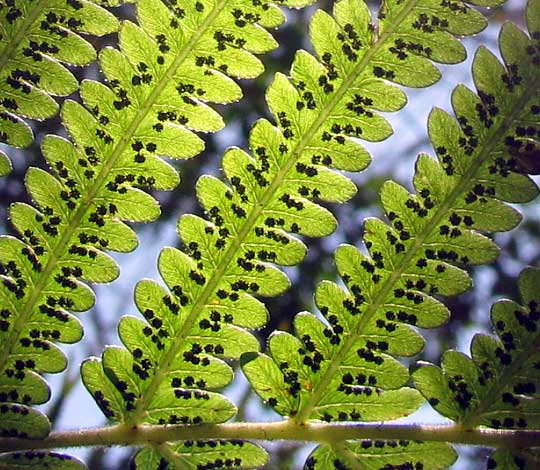 Roughhairy Maiden Fern, THELYPTERIS HISPIDULA, sori