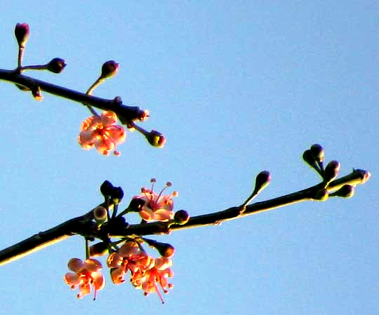 Ceiba, CEIBA PENTANDRA, flowers