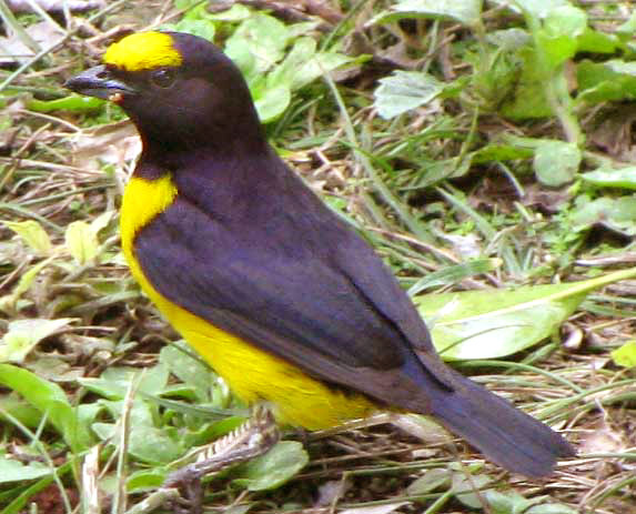 Scrub Euphonia, EUPHONIA AFFINIS