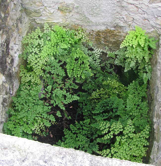 Brittle Maidenhair, ADIANTUM TENERUM