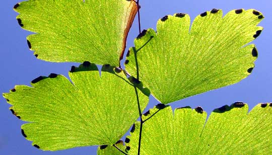 Brittle Maidenhair, ADIANTUM TENERUM, sori