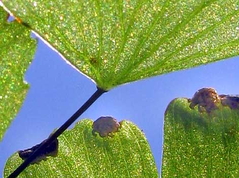 Brittle Maidenhair, ADIANTUM TENERUM, cupule