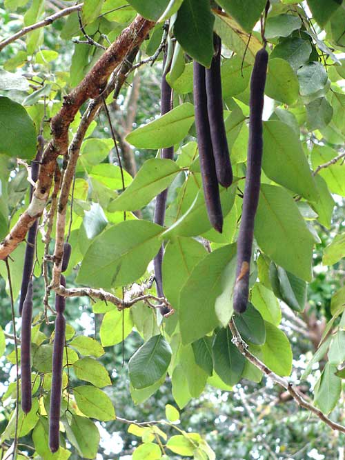 Golden Shower Tree, CASSIA FISTULA, fruits on tree