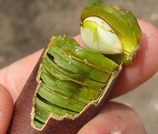 Golden Shower Tree, CASSIA FISTULA, fruit open showing gree pulp