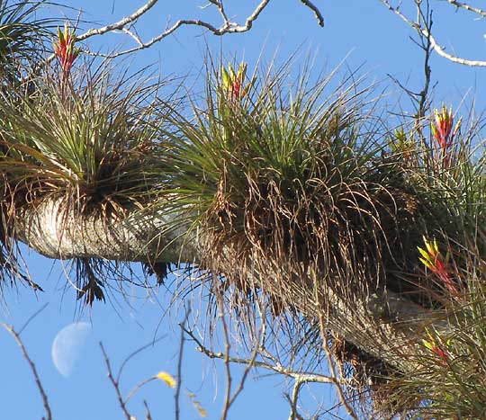 TILLANDSIA FASCICULATA, flowering heads