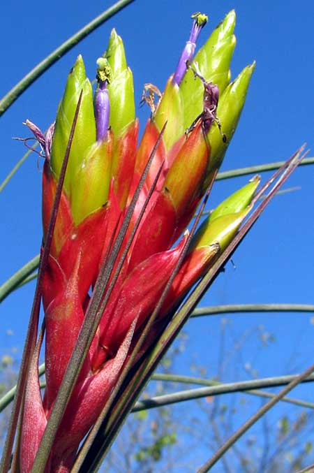 TILLANDSIA FASCICULATA flowers