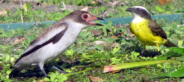 Masked Tityra and Social Flycatcher