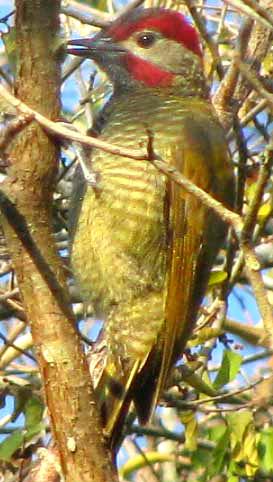 Golden-olive Woodpecker, PICULUS RUBIGINOSUS