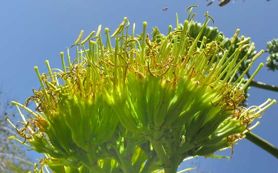 AGAVE DESMETTIANA, flowers