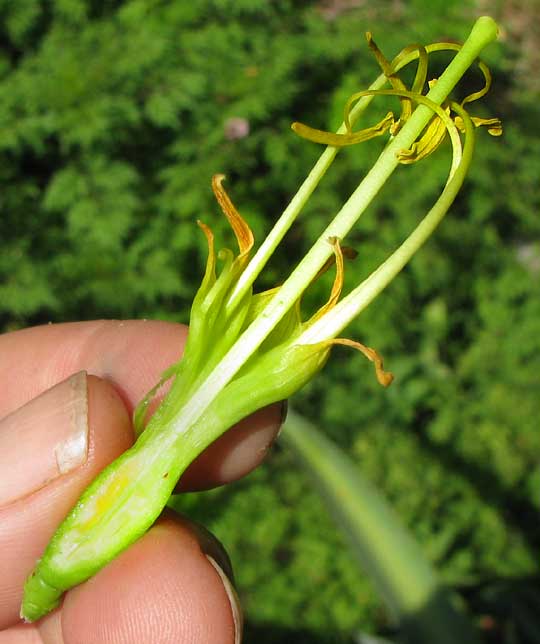 AGAVE DESMETTIANA, flower section