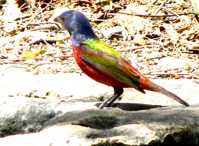 Painted Bunting, PASSERINA CIRIS